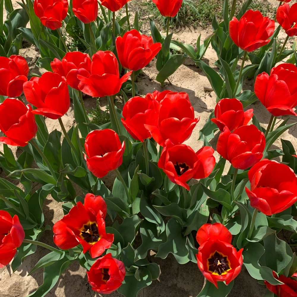 Meet your Posher,